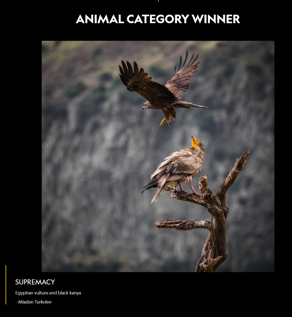  The National Geographic 2024 photo contest – Animal Category Winner