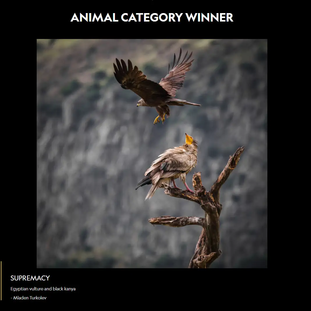 animal category winner edited Properties with a view need a special photographer Brokerly, we do more.