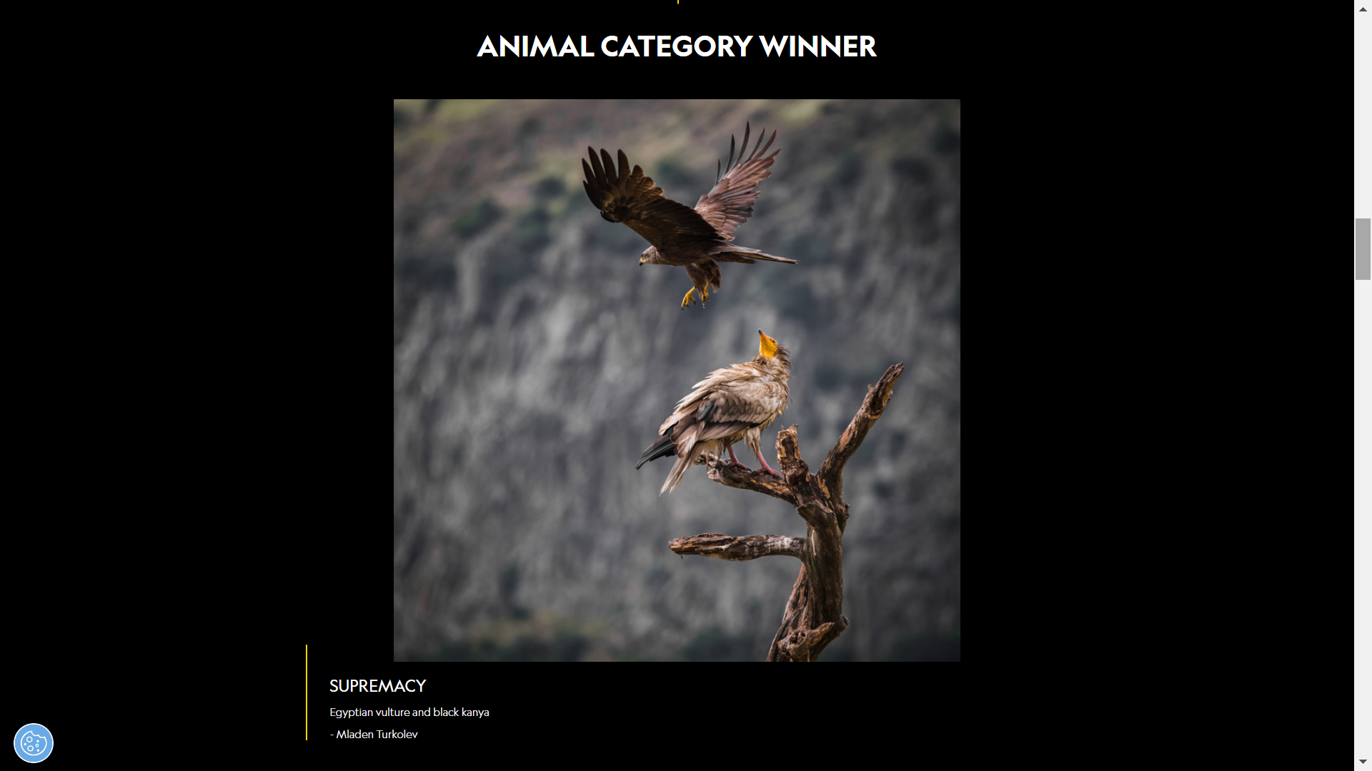 animal category winner