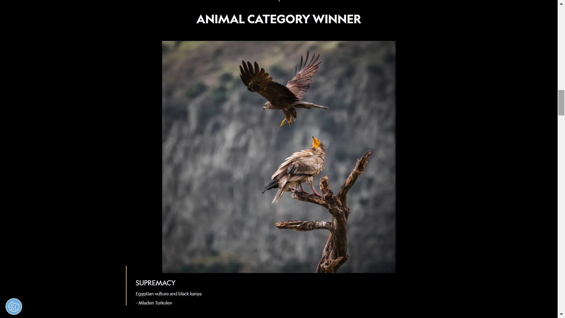 animal category winner